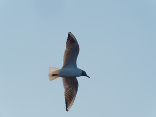 A Black-headed gull (Chroicocephalus ridibundus) flying over Chantry Chapel on the River Calder in the evening sun.