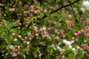 Apple trees are ready to bloom in May
