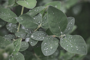 Drops on the leaves of the plant