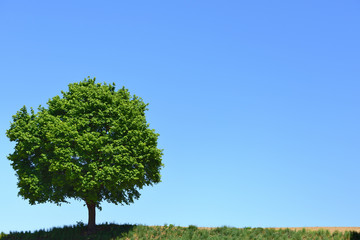 A green deciduous tree with leaves stands in summer on a dry field against a blue sky in Bavaria