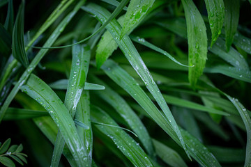 Drops on the leaves of the plant