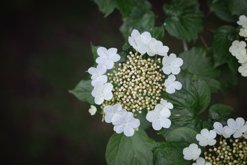 flowers on a bush of viburnum
