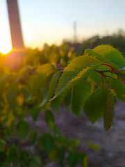 vineyard in autumn