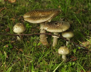 Mushroom family on the grass