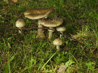 Mushroom family on the grass