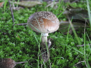 The lone mushroom grows on moss