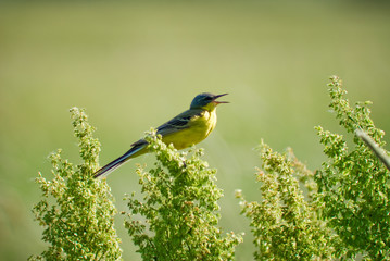 Motacilla flava sits on tree opening beak