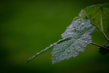 Drops on the leaves of the blackberry