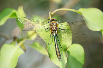 Downy emerald dragonfly seen from the back sitting on a lilac leaf in bright sun light