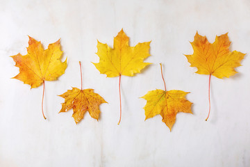 Naklejka na ściany i meble Yellow autumn maple leaves in row over white marble background. Flat lay. Fall creative background.