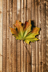 Naklejka na ściany i meble Single yellow autumn maple leaf over wooden plank background. Flat lay. Fall creative background.