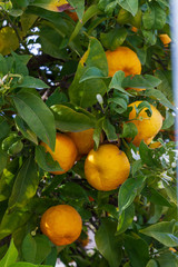 naranjo con frutos
