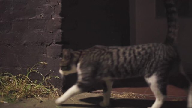 A cat walking on the Amsterdam streets in the night