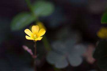 Szczawik rożkowaty, Oxalis corniculata mały żółty kwiat wioseną w ogrodzie