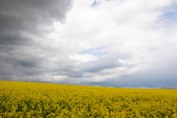 Field of yellow agriculture plants on a dramatic cloudy day