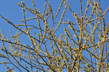 Flowering branch of willow (Salix caprea)