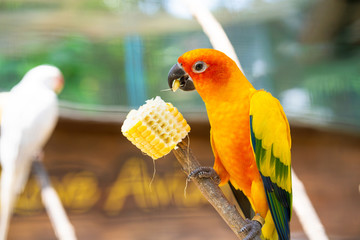 Pair of lovebird a bright orange parrots eating corn. Bird watching