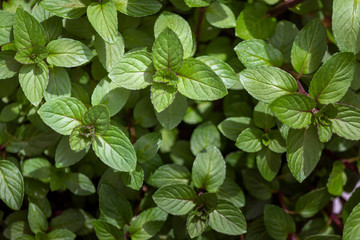 Mentha piperita Chocolate, a hybrid mint of watermint and spearmint. Native to Europe and Middle...