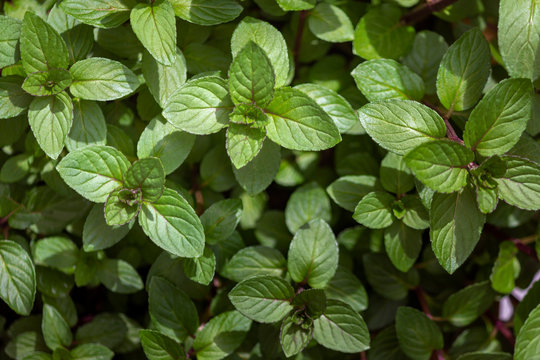 Mentha piperita Chocolate, a hybrid mint of watermint and spearmint. Native to Europe and Middle East, is cultivated worldwide, and among the oldest herbs used in medicine and culinary.