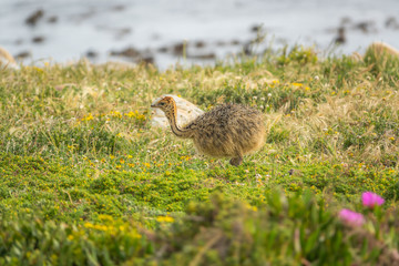Ostrich baby walk for living on field at seaside : Cape of good hope , South africa