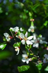 White blossoms on the green branch. Spring concept