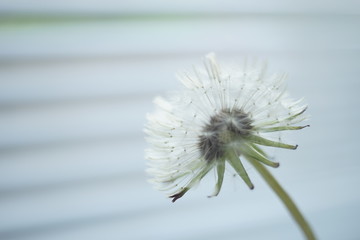 Fluffy dandelion flower, copy space in blurred background
