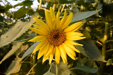 a very large bright yellow sunflower blooming in the garden, close up of sunflower, field of flower with a blue sky, summer sunflower field, beautiful sunflower with nature