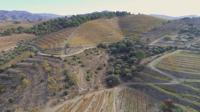 AERIAL DRONE SHOT OF BEAUTIFUL MEDITERRANEAN VINEYARDS IN AUTUMN
