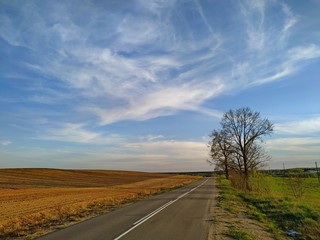 the road going forward between a verdant and a plowed field with two bare lindens on the roadside in spring