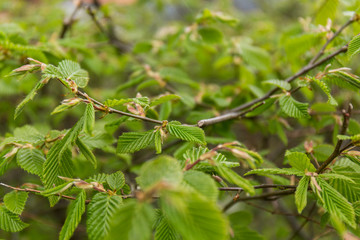 close-up of the leaves of a tree