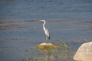 great white heron