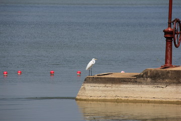 sri ankan white heron