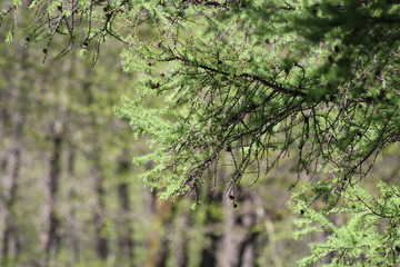 Springtime in the pine forest