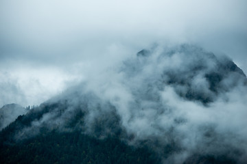 Moody forest landscape with fog and mist