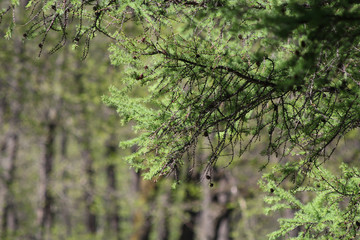 Springtime in the pine forest