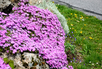 In April and May, it blooms with distinctive pink flowers with a red eye. This species creates...