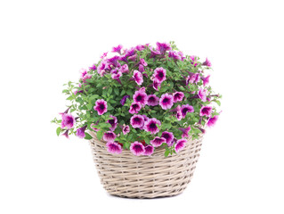 Beautiful bouquet of flowers surfinia  in a pot isolated on a white background.