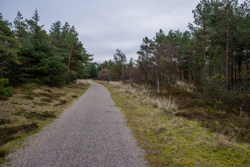 Fototapeta na wymiar forest path through pine woods in gloomy weather