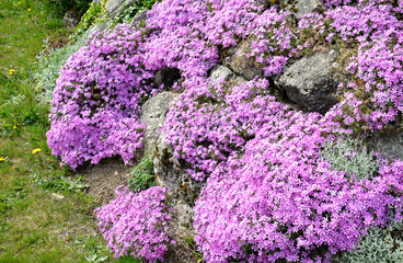 In April and May, it blooms with distinctive pink flowers with a red eye. This species creates...