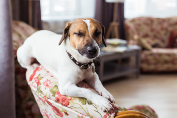 Cute dog jack russell terrier indoors. Pet and animals concept.