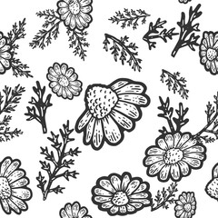 Seamless pattern. Plant blooming camomile isolated. Sketch scratch board imitation.