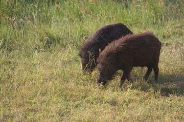 sri lankan pigs in forest