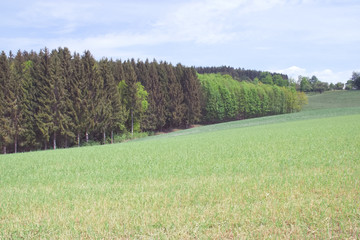 Fototapeta premium Field of wheat and blue sky