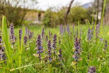 close-up of grass and wild plants
