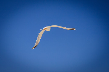gabbiano in volo