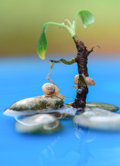 snail and small tree