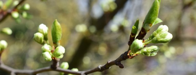 Kwitnąca gałąź śliwy w ogrodzie © sylandi
