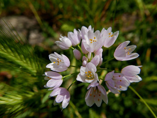 un mazzetto di fiorellini rosa in campagna