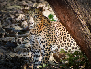 leopard getting ready for its prey