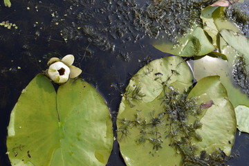 water lilies on the pond